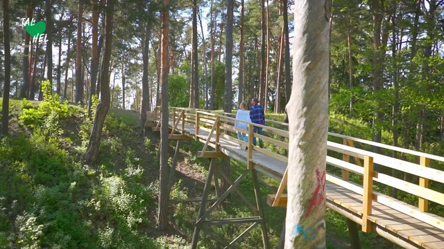 Video Reference: Nature reserve, Tree, Natural environment, Canopy walkway, Forest, Biome, Woodland, State park, Old-growth forest, Bridge