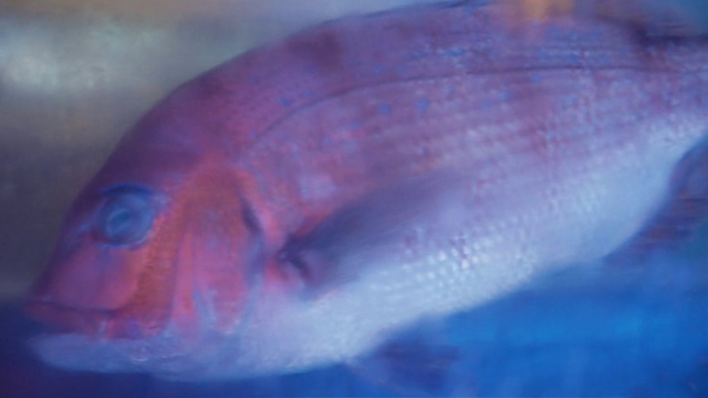 Video Reference: Fish, Blue, Fish, Milkfish, Fish products, Marine biology, Seafood, Bony-fish