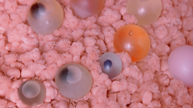Video Reference: pink, close up, macro photography, organism, peach, Person
