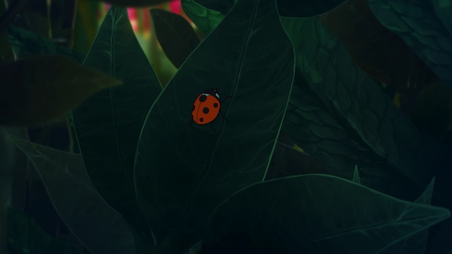 Video Reference: green, leaf, underwater, flora, darkness, organism, computer wallpaper, plant, water, marine biology