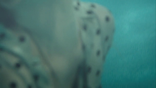 Video Reference: Underwater, Green, Organism, Aqua, Water, Marine biology, Turquoise, Non-Sporting Group, Fish