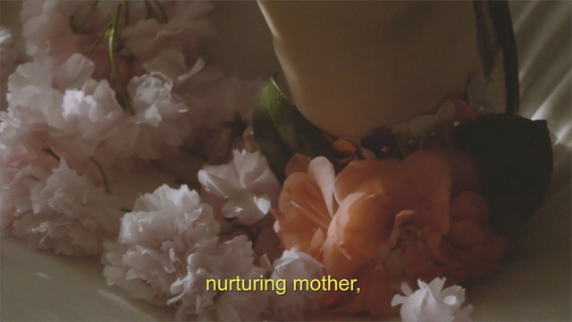 Video Reference: flower, petal