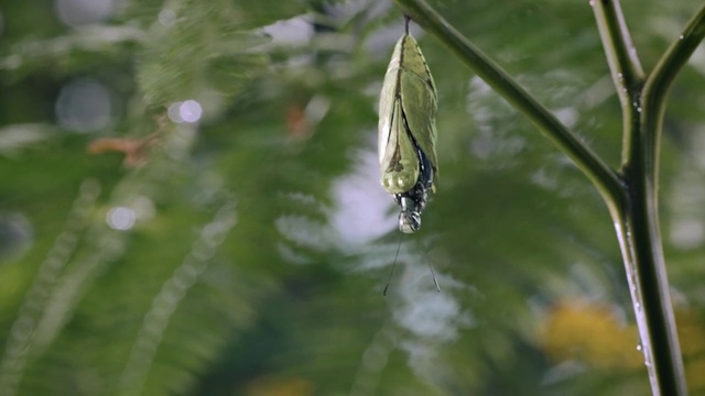 Video Reference: Butterfly, Insect, Green, Leaf, Moths and butterflies, Wildlife, Macro photography, Organism, Plant, Invertebrate