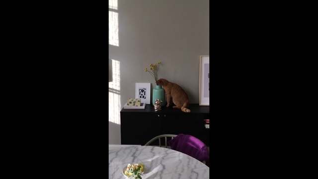 Video Reference: Photograph, Room, Cat, Interior design, Property, Purple, Lighting, Bedroom, Furniture, Felidae