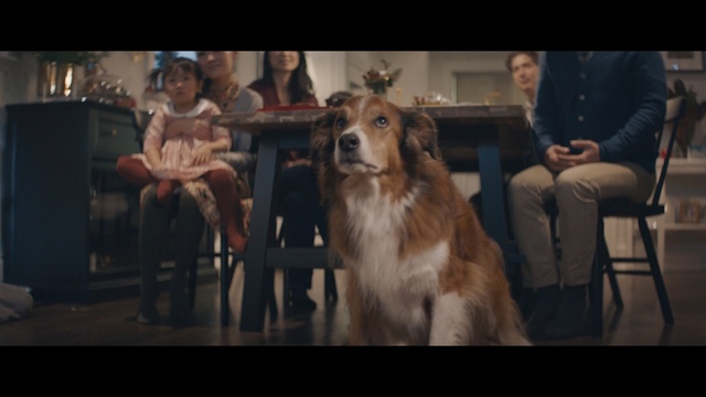 Video Reference: Dog, Mammal, Vertebrate, Dog breed, Canidae, Carnivore, Sporting Group, Working dog, Companion dog, Golden retriever, Person