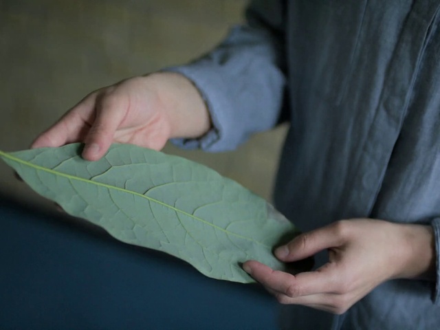 Video Reference: Leaf, Hand, Plant, Finger, Flower