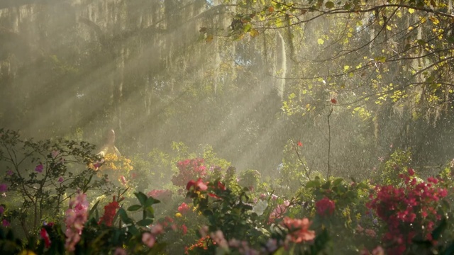 Video Reference: nature, vegetation, leaf, ecosystem, wildflower, flora, flower, tree, morning, sunlight