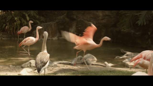 Video Reference: flamingo, fauna, water bird, bird, beak, organism, ciconiiformes