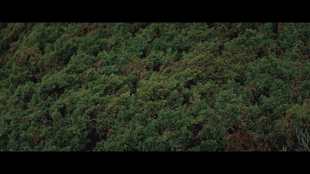 Video Reference: Vegetation, Nature, Green, Forest, Natural environment, Jungle, Biome, Leaf, Rainforest, Tree