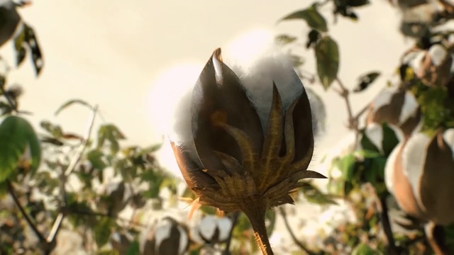 Video Reference: plant, flower, flora, leaf, spring, flowering plant, branch, petal, plant stem, Person