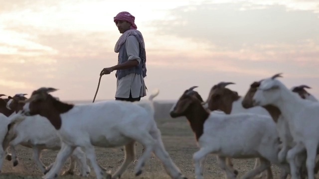 Video Reference: Goat, Goats, Vertebrate, Mammal, Herd, Cow-goat family, Goat-antelope, Herding, Goatherd, Livestock