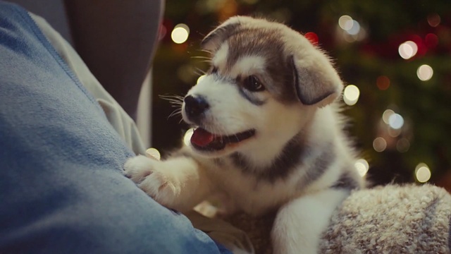 Video Reference: dog, dog like mammal, dog breed, dog breed group, sakhalin husky, vertebrate, alaskan malamute, siberian husky, puppy, snout