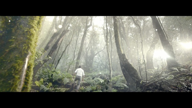 Video Reference: Nature, Forest, Tree, Natural environment, Old-growth forest, Woodland, Atmospheric phenomenon, Sunlight, Light, Jungle