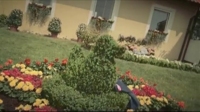 Video Reference: flower, plant, floristry, flora, garden, flower arranging, flowering plant, shrub, floral design, yard