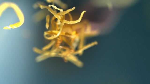 Video Reference: Yellow, Macro photography, Organism, Close-up, Plant, Pest, Flower