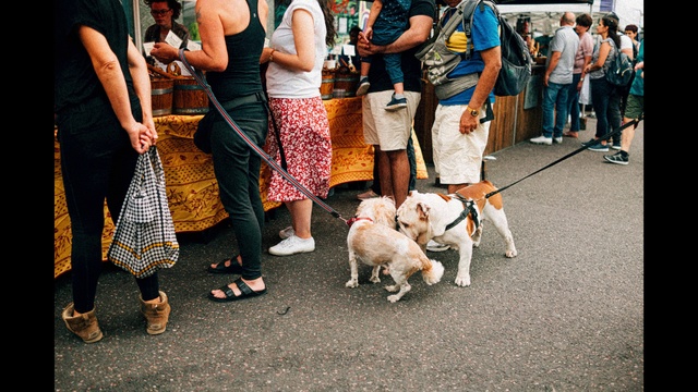 Video Reference: Dog, Mammal, Canidae, Dog breed, Companion dog, Carnivore, Leash, Conformation show, Beagle, Jack russell terrier