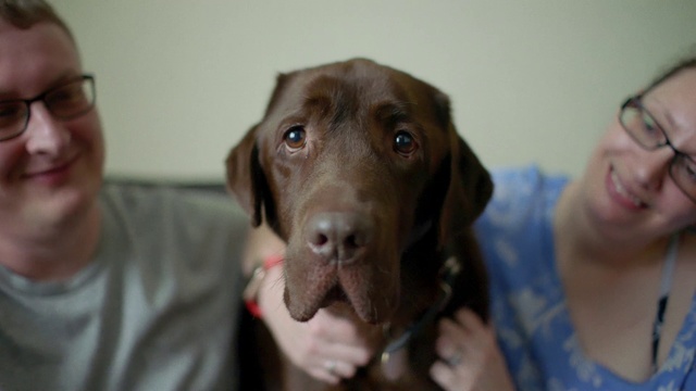 Video Reference: Dog, Vertebrate, Dog breed, Mammal, Canidae, Weimaraner, Vizsla, Nose, Pointing breed, Sporting Group