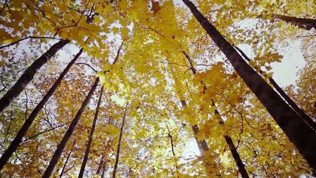Video Reference: Tree, Nature, Leaf, Yellow, Autumn, Woody plant, Deciduous, Branch, Plant, Northern hardwood forest
