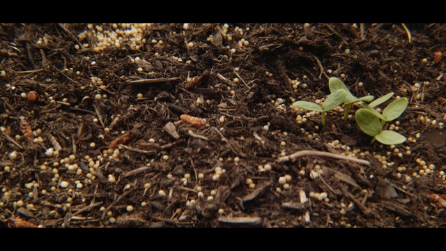 Video Reference: soil, plant, grass