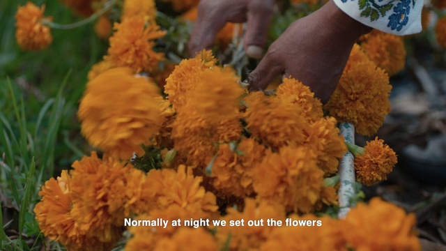 Video Reference: Flower, Plant