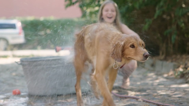 Video Reference: Mammal, Dog, Vertebrate, Canidae, Dog breed, Golden retriever, Carnivore, Retriever, Sporting Group, Hovawart, Person