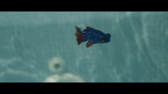 Video Reference: bat, mammal, placental