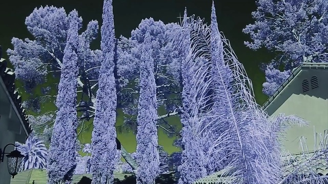 Video Reference: tree, winter, branch, plant, freezing, frost, conifer, evergreen, pine family, flower, Person