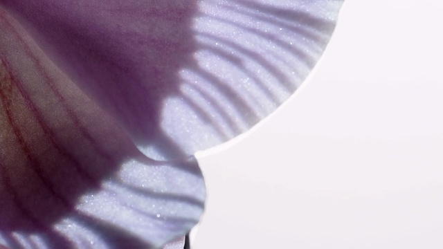 Video Reference: White, Purple, Violet, Petal, Lilac, Close-up, Lavender, Textile, Flower, Plant
