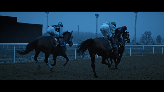 Video Reference: Horse, Mammal, Bridle, Vertebrate, Halter, Animal sports, Rein, Jockey, Horse supplies, Stallion, Person
