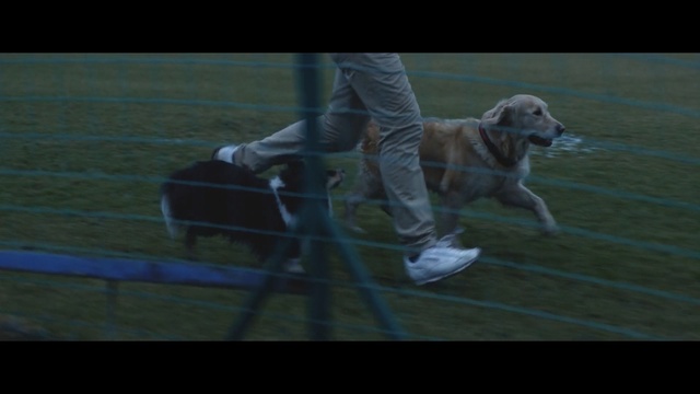 Video Reference: Canidae, Dog, Dog breed, Sporting Group, Carnivore, Fun, Screenshot, Golden retriever, Obedience training, Retriever