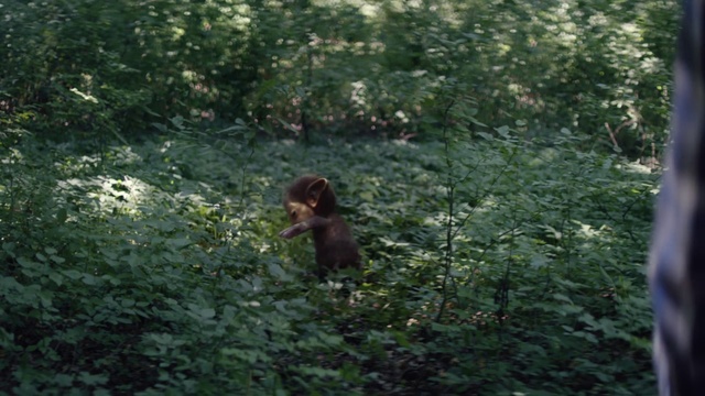 Video Reference: Vegetation, Nature, Nature reserve, Jungle, Green, Old-growth forest, Forest, Biome, Natural environment, Leaf