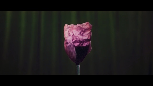 Video Reference: flower, purple, plant, flowering plant, bud, petal, violet, still life photography, close up, computer wallpaper