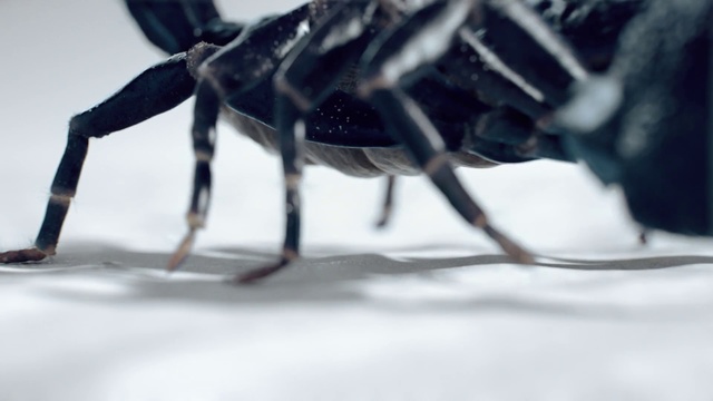 Video Reference: Insect, Close-up, Invertebrate, Spider, Macro photography, Pest, Organism, Arachnid, Photography, Arthropod