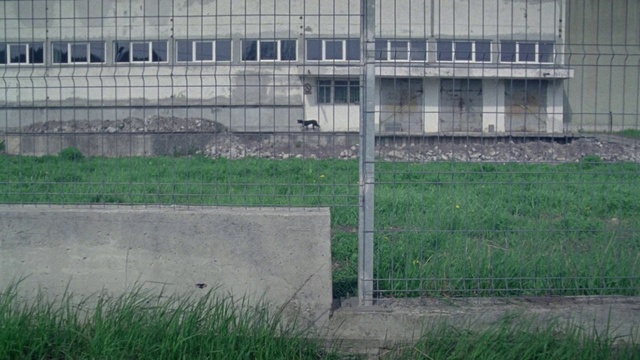 Video Reference: Land lot, Wall, Grass, Grass family, Fence, Architecture, Plant, House