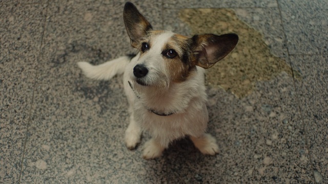 Video Reference: Dog, Mammal, Vertebrate, Dog breed, Canidae, Welsh Corgi, Carnivore, Cardigan welsh corgi, Pembroke welsh corgi, Companion dog