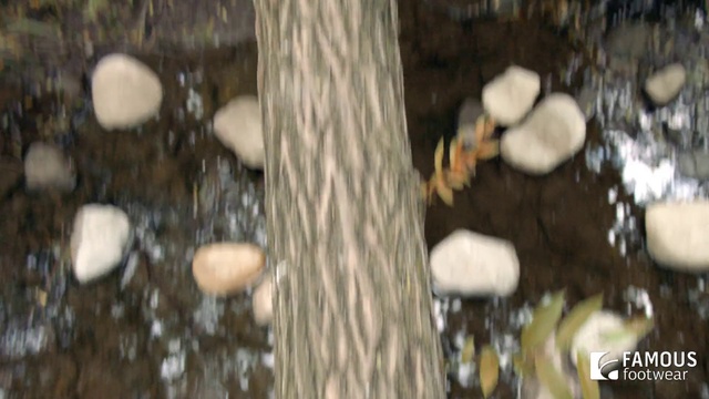 Video Reference: Tree, Trunk, Medicinal mushroom, Fungus, Organism, Mushroom, Edible mushroom, Oyster mushroom, Plant