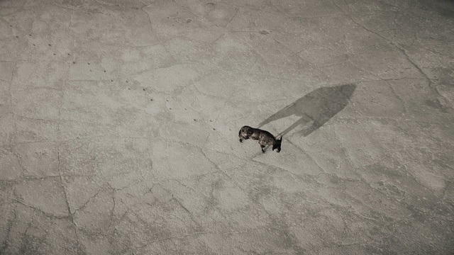 Video Reference: Floor, Flooring, Tile, Tail, Black-and-white