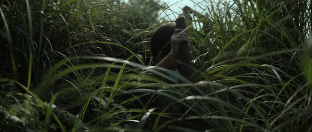 Video Reference: Nature, Vegetation, Jungle, Nature reserve, Grass, Wildlife, Grass, Plant community, Plant, Organism