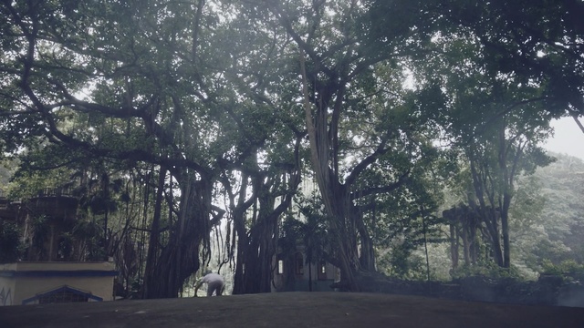 Video Reference: Tree, Nature, Woody plant, Natural landscape, Natural environment, Atmospheric phenomenon, Plant, Sky, Biome, Morning