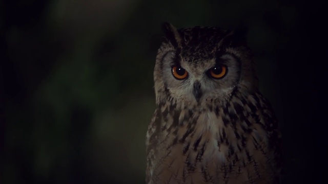 Video Reference: Owl, Bird, Bird of prey, Beak, Wildlife, Western Screech owl, Eastern Screech owl, Eye, Organ, Close-up