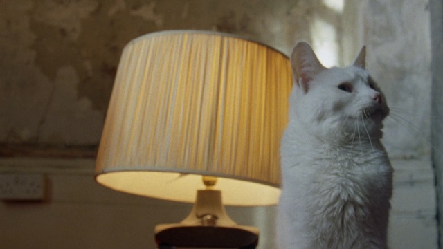 Video Reference: cat, small to medium sized cats, cat like mammal, whiskers, fauna, domestic short haired cat, fur, turkish van, aegean cat, carnivoran, Person