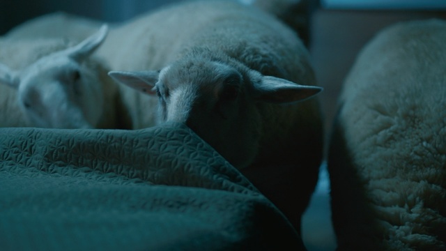 Video Reference: Blue, Sheep, Turquoise, Snout, Domestic pig, Organism, Sheep, Livestock, Sleep