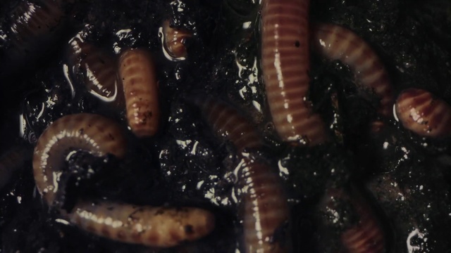Video Reference: Insect, Larva, Mealworm, Invertebrate, Caterpillar, Ringed-worm, Organism, Beetle, Zophobas morio, Worm