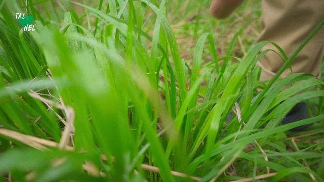 Video Reference: Grass, Sweet grass, Green, Plant, Hierochloe, Wheatgrass, Terrestrial plant, Grass family, Chrysopogon zizanioides, Flowering plant