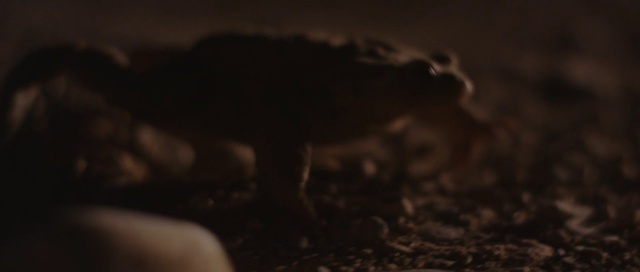 Video Reference: darkness, fauna, wildlife, night, snout, organism, screenshot