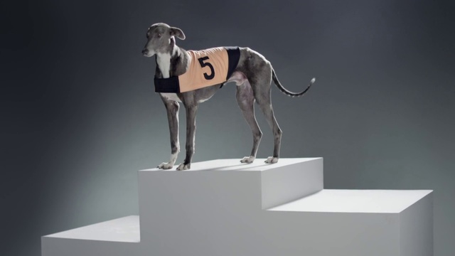 Video Reference: Vertebrate, Dog, Mammal, Canidae, Whippet, Galgo español, Italian greyhound, Sighthound, Dog breed, Carnivore