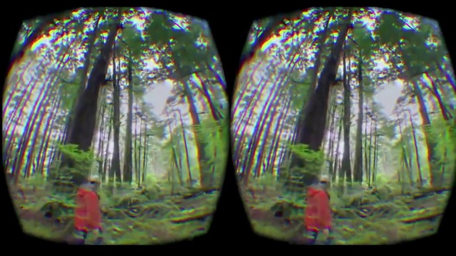 Video Reference: Tree, Photography, Forest, Plant, Glass, Fisheye lens, Woodland, Person