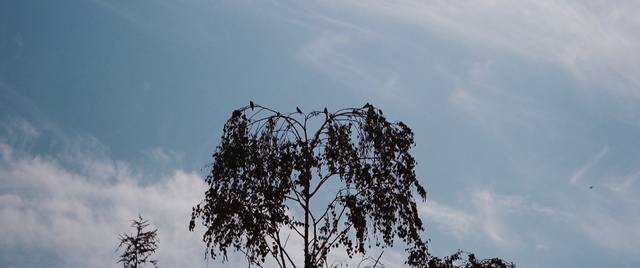 Video Reference: Sky, Tree, Branch, Cloud, Plant, Woody plant, Leaf, Twig, Plant stem, Meteorological phenomenon