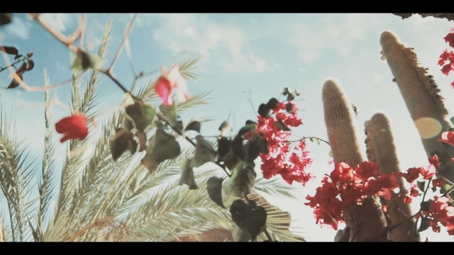 Video Reference: flower, plant, flowering plant, spring, flora, sky, branch, blossom, petal, tree