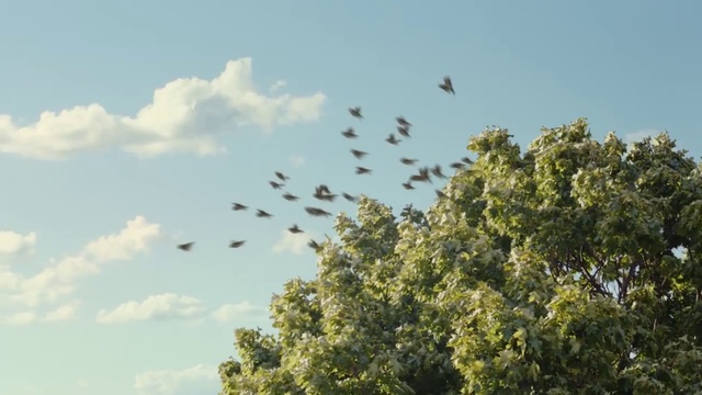 Video Reference: Sky, Nature, Vegetation, Daytime, Tree, Cloud, Bird, Cumulus, Plant, Animal migration